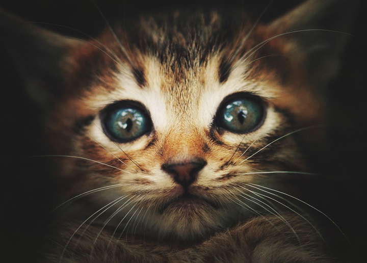 blue eyed kitten - picture 1