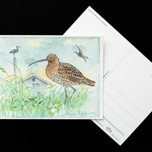 curlew - picture 2