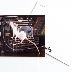 rat in a library - picture 2