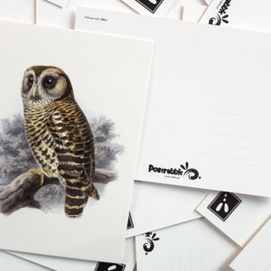 fulvous owl - picture 2