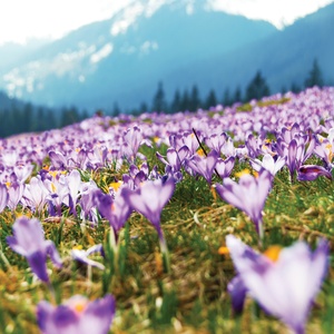 Collection mountain series - crocuses in tatras