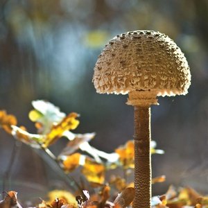 Postcard parasol mushroom