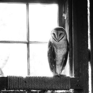 Postcard barn owl
