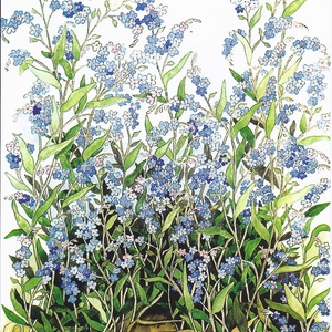 forget-me-nots - picture 1