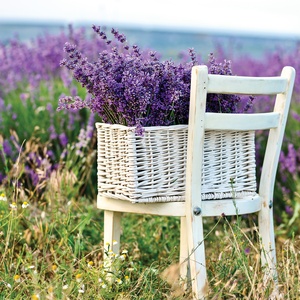 Postcard lavender in the basket
