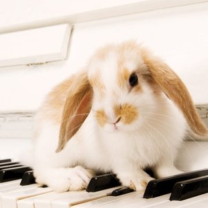 Postcard rabbit on the piano keys