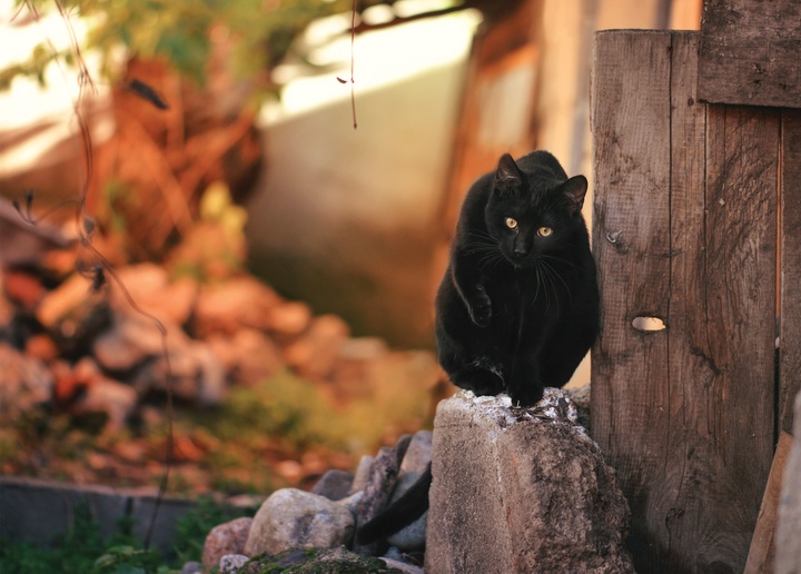 like a black panter - picture 1