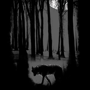 Pocztówka ciemny las