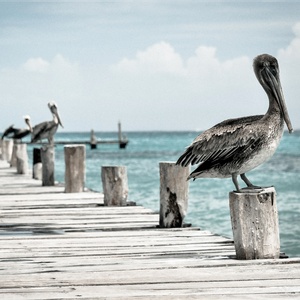 Postcard pier with pelicans