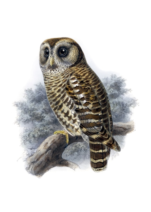 fulvous owl - picture 1