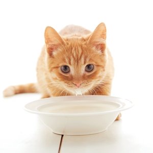 ginger kitten drinking milk - picture 1