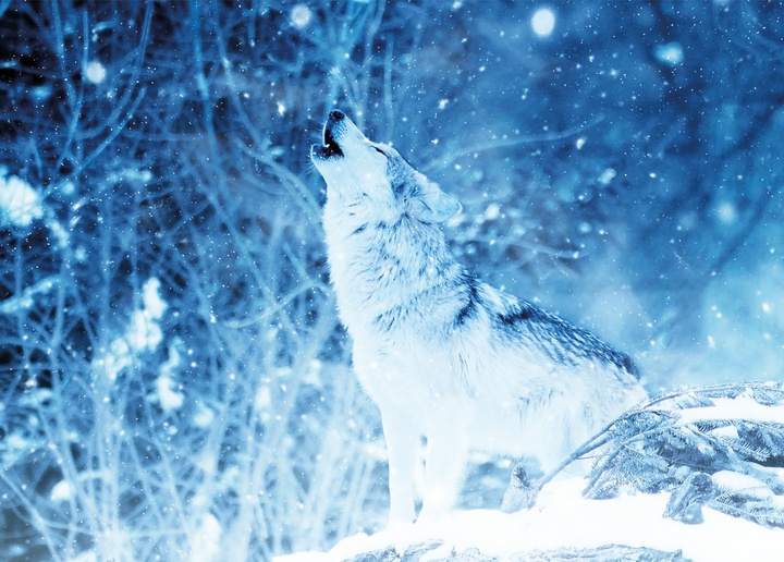 winter howl - picture 1