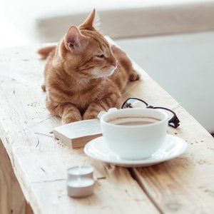Pocztówka kot, kawa i książka