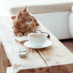 cat, coffee and book - picture 1
