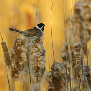 Postcard common reed bunting