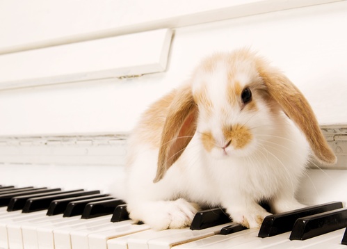 rabbit on the piano keys - picture 2