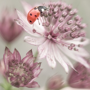 Collection pastelove - ladybird