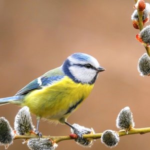 Postcard blue tit on willow branch