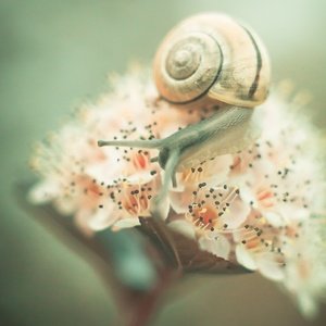 Collection pastelove - snail