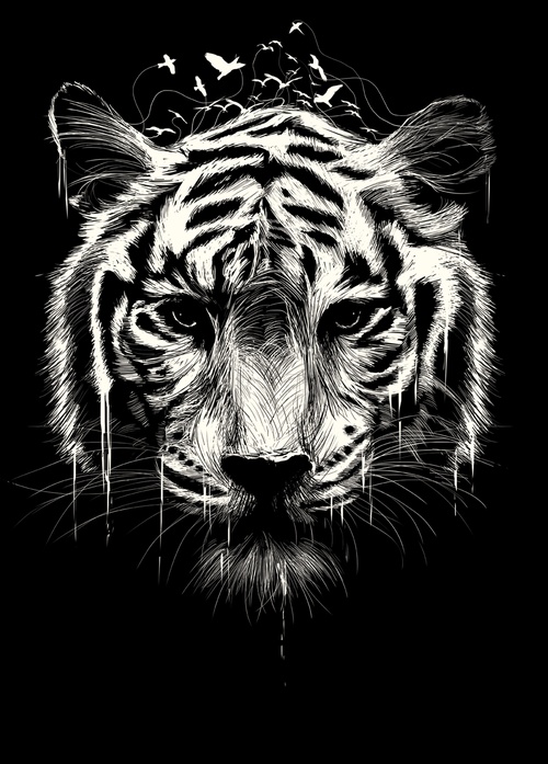 tiger - picture 1