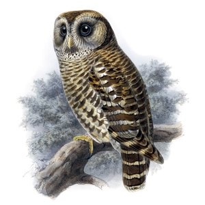 Postcard fulvous owl