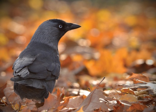 jackdaw - picture 1