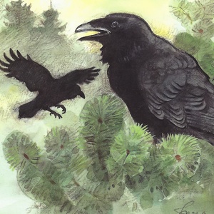 Postcard raven