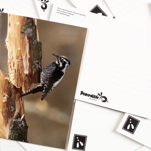 three-toed woodpecker - picture 2