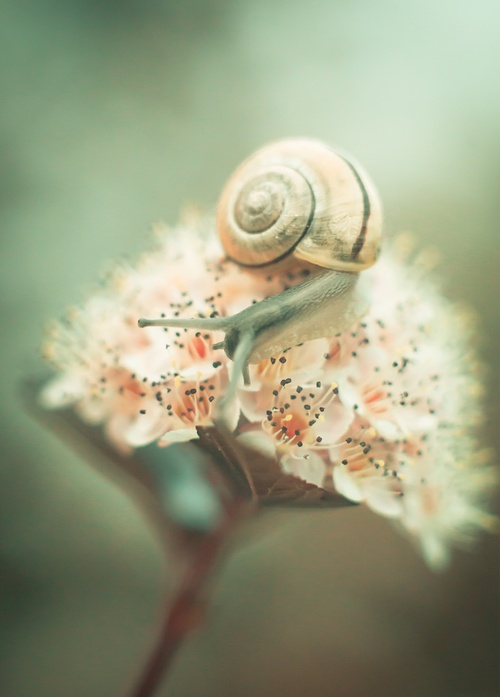 snail - picture 1