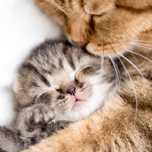 Postcard sleeping kitten and his mum
