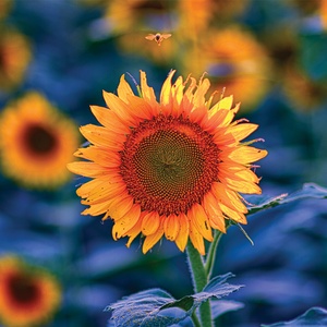 Postcard sunflower