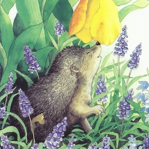 Postcard hedgehog in garden