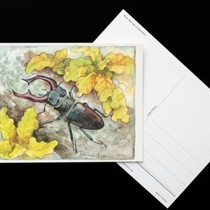 stag beetle - picture 2