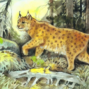 Postcard lynx