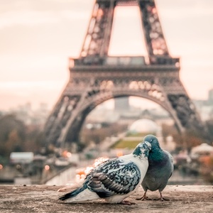 miłość w paryżu - zdjęcie 1