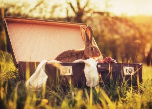 rabbit in a suitcase - picture 1