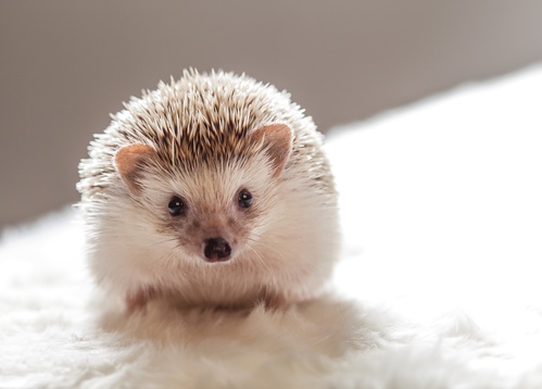hedgehog - picture 1