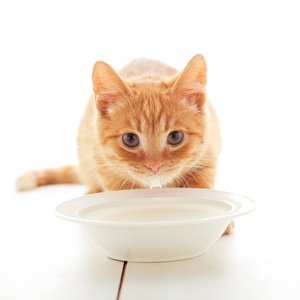 Postcard ginger kitten drinking milk