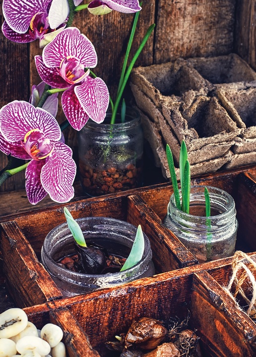seedlings and orchid - picture 1