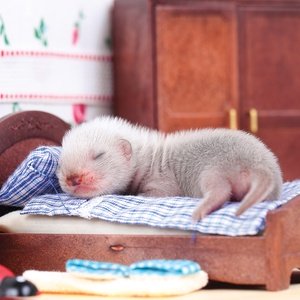 baby ferret - picture 1