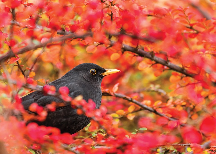 common blackbird - picture 1