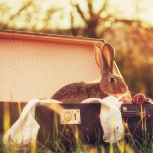 Postcard rabbit in a suitcase