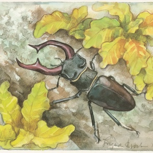 stag beetle - picture 1