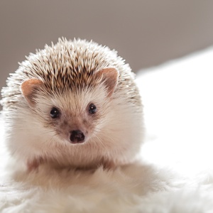 hedgehog - picture 1