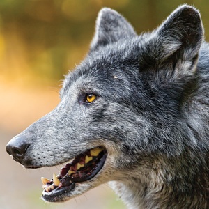 Postcard profile of a grey wolf