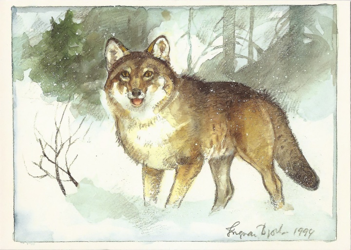 gray wolf - picture 1