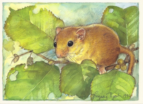 forest dormouse - picture 1