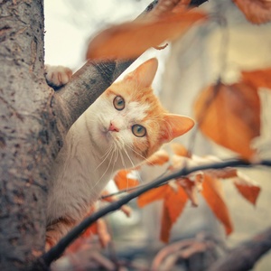 Collection zoran's cats - autumn camouflage