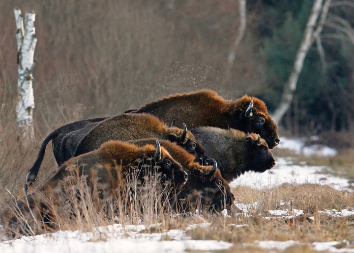 european bisons - picture 1
