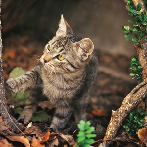 cat in a garden - picture 1